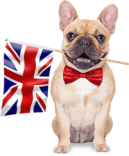 собака с английским флагом