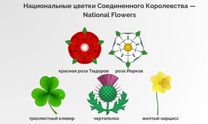 символы Великобритании цветы растения